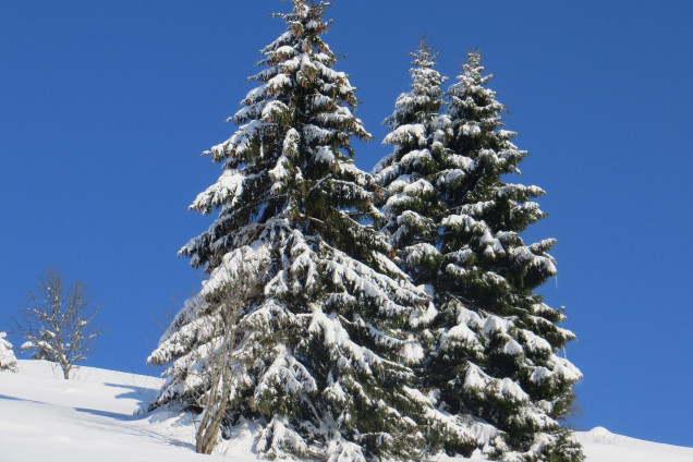 Ель обыкновенная /Picea abies/