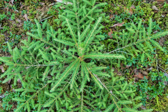 Ель обыкновенная /Picea abies/