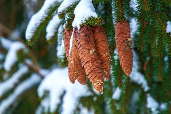 Ель обыкновенная /Picea abies/