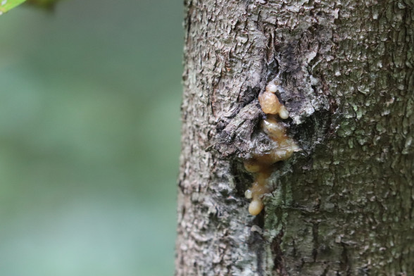 Ель обыкновенная /Picea abies/