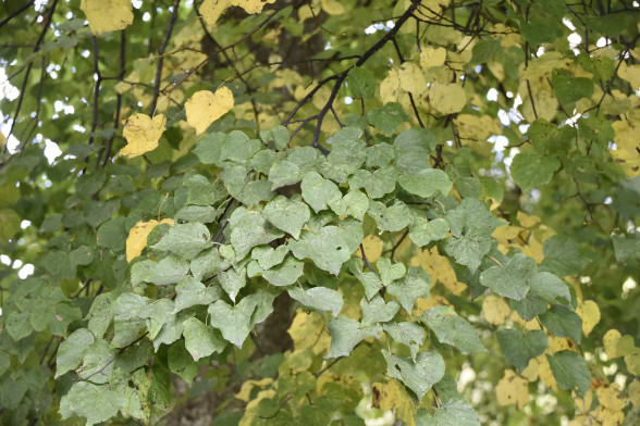 Липа обыкновенная /Tilia cordata/