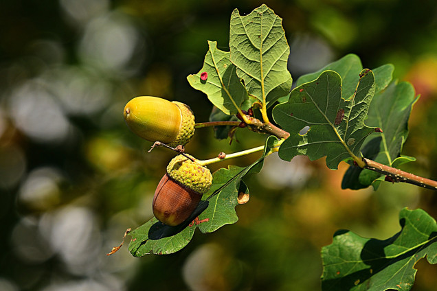Дуб обыкновенный /Quercus robur/