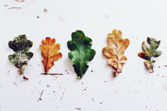 Дуб обыкновенный /Quercus robur/