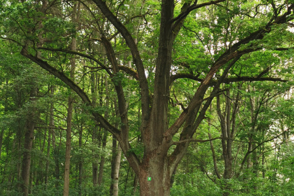 Дуб обыкновенный /Quercus robur/
