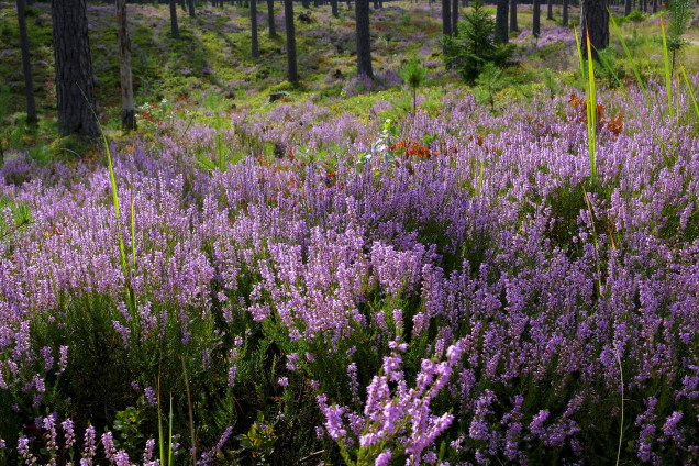 Heather /Calluna vulgaris/