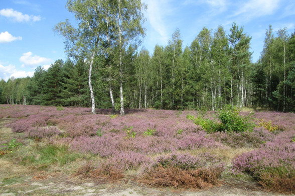 Вереск обыкновенный /Calluna vulgaris/