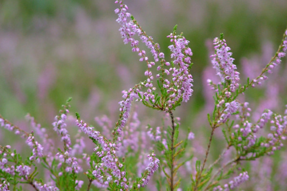 Вереск обыкновенный /Calluna vulgaris/