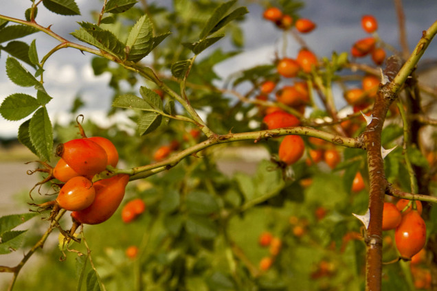 Dog Rose /Rosa canina/