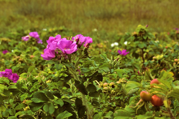 Собачья роза /Rosa canina/