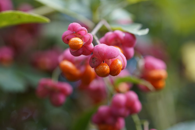 Watered Spindleberry /Euonymus verrucosus/