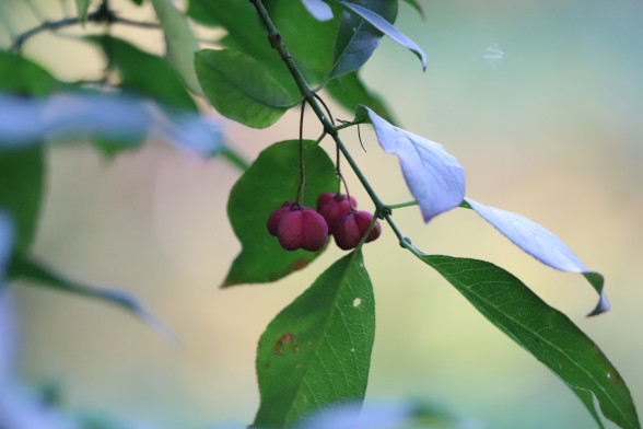 Бересклет бородавчатый /Euonymus verrucosus/