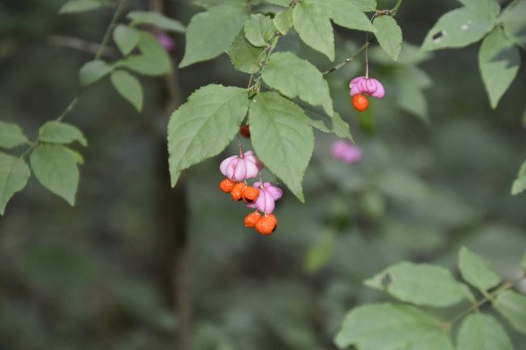 Бересклет бородавчатый /Euonymus verrucosus/