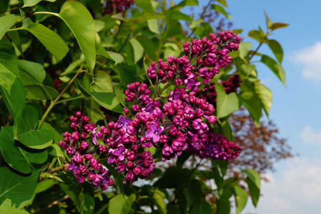 Common Lilac /Syringa/