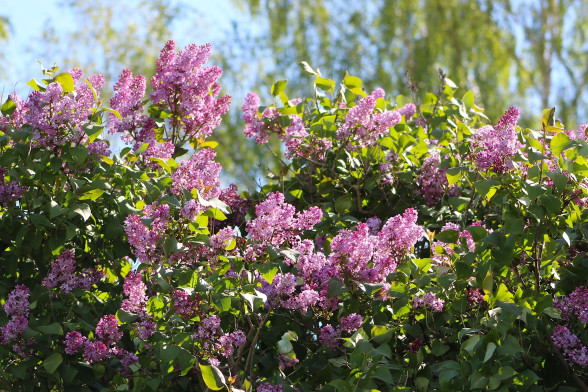 Common Lilac /Syringa/
