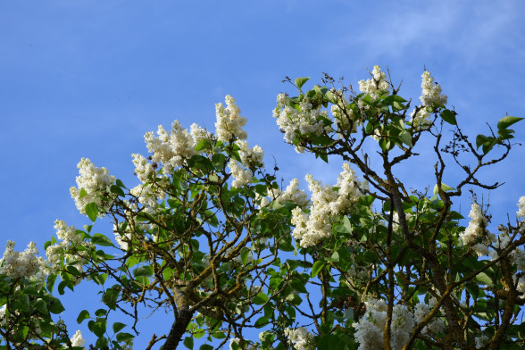 Common Lilac /Syringa/