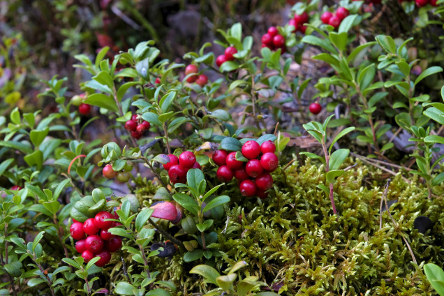 Lingonberry /Vaccinium vitis-idaea/