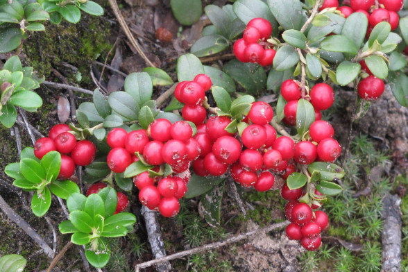 Lingonberry /Vaccinium vitis-idaea/