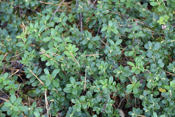 Lingonberry /Vaccinium vitis-idaea/