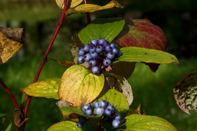 Common Dogwood /Cornus sanguinea/