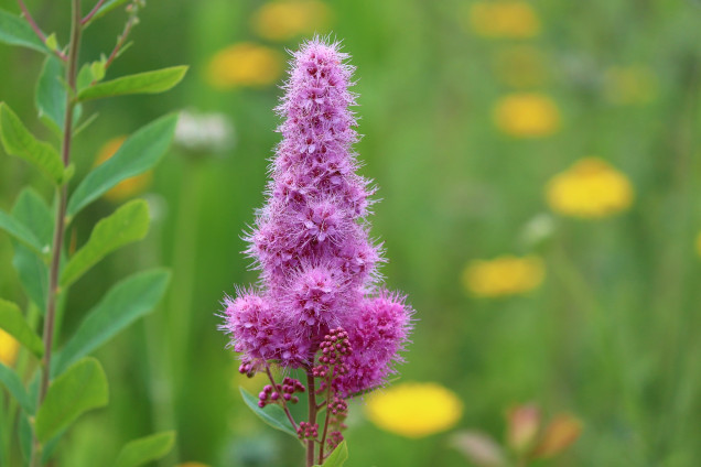 Bride Wort /Spiraуa salicifolia/