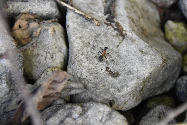 Ants /Formicidae/