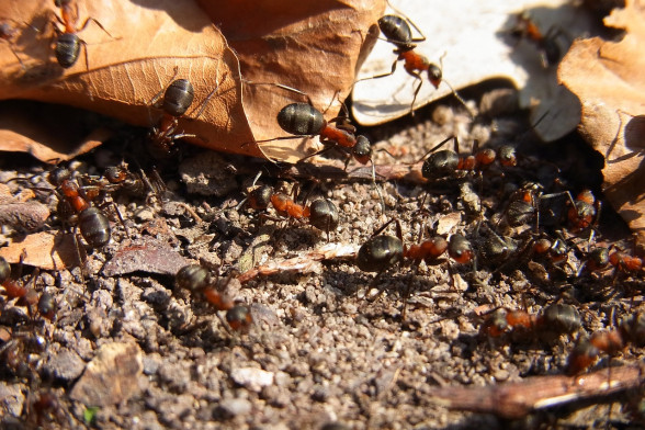 Ants /Formicidae/