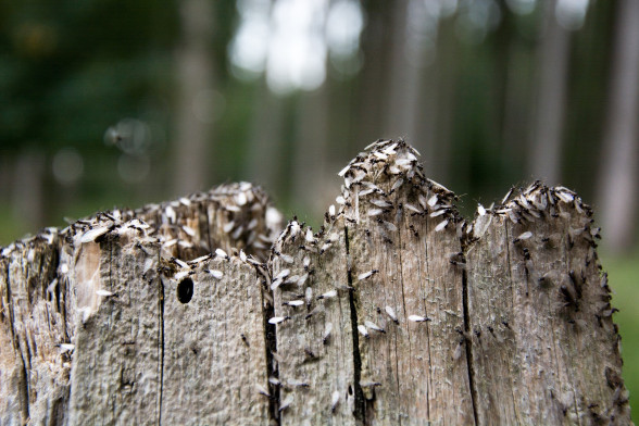 Ants /Formicidae/