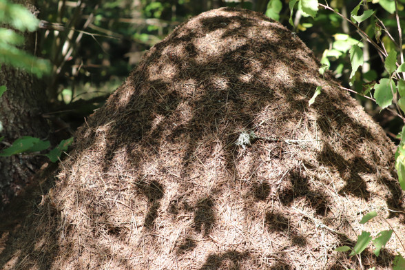 Ants /Formicidae/
