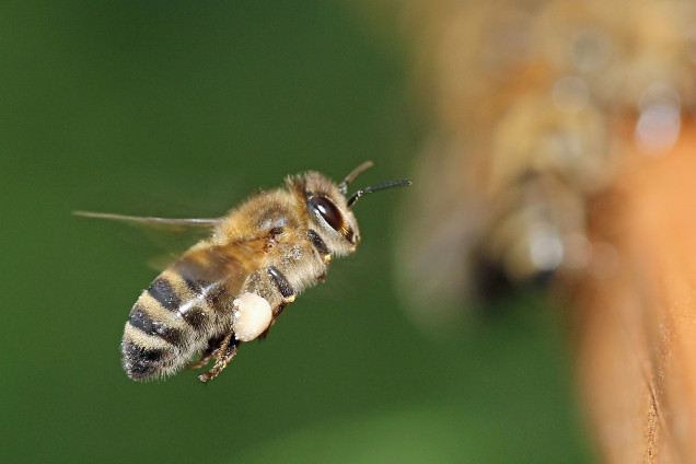 Bees /Apidae/
