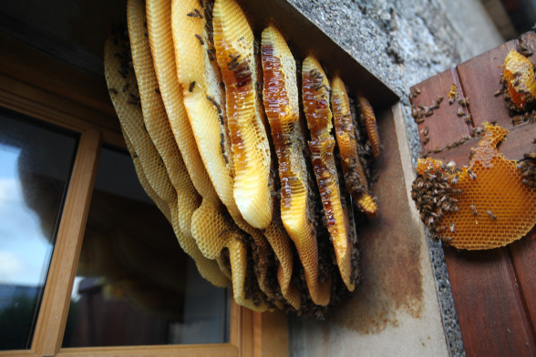 Bees /Apidae/