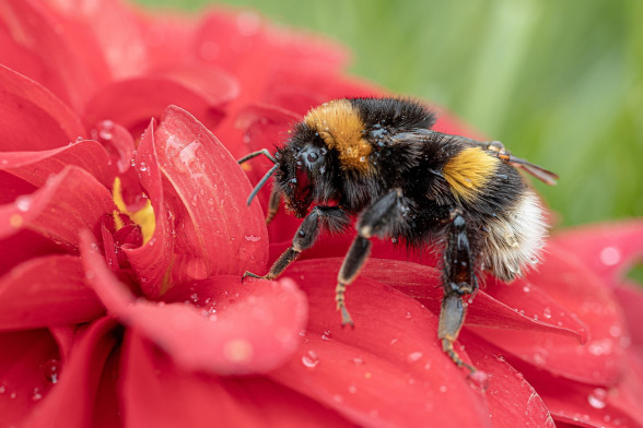 Bees /Apidae/