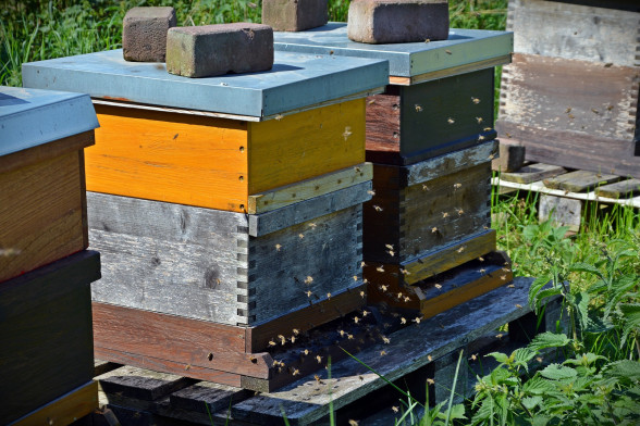 Bees /Apidae/