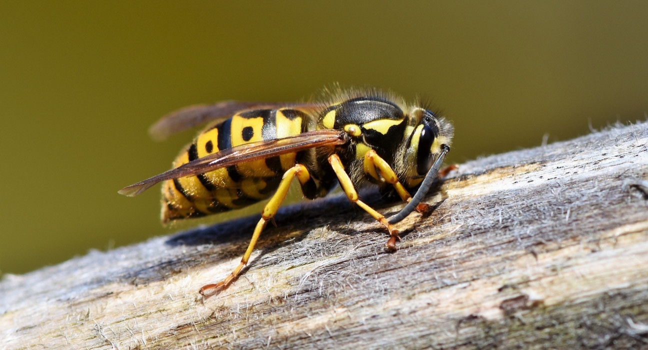 Осы /Vespidae/