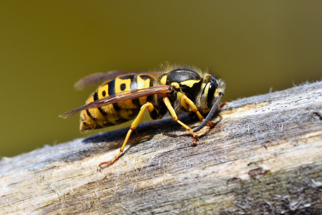Wasps /Vespidae/