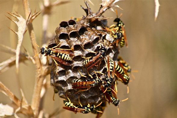 Wasps /Vespidae/