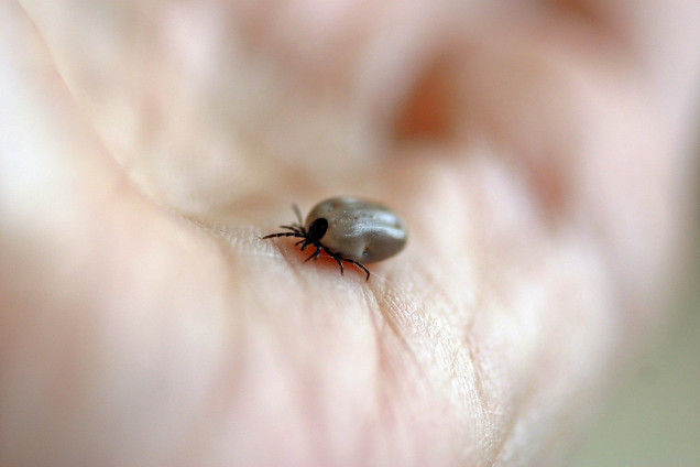 Ticks /Ixodoidea/
