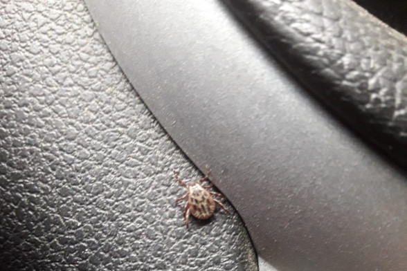 Ticks /Ixodoidea/