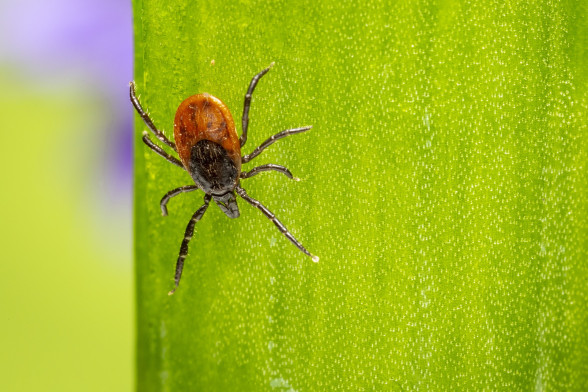 Ticks /Ixodoidea/