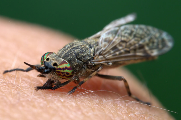 Horseflies /Tabanidae/