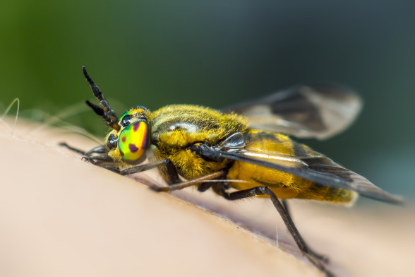 Слепни /Tabanidae/