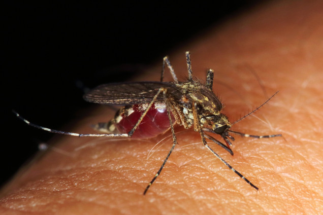 Mosquitoes /Culicidae/