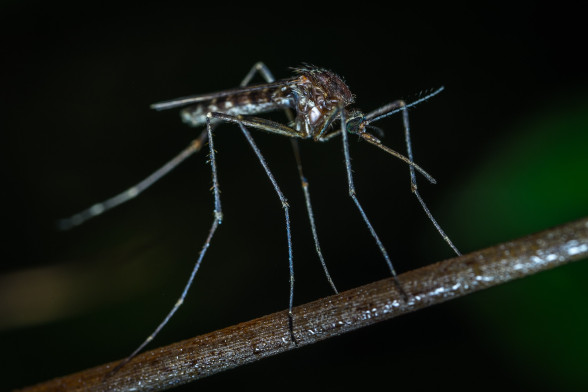Mosquitoes /Culicidae/