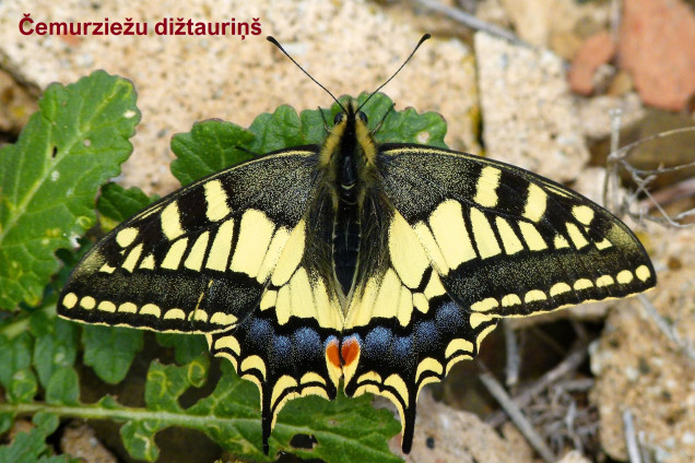 Swallowtail Butterflies /Papilionidae/