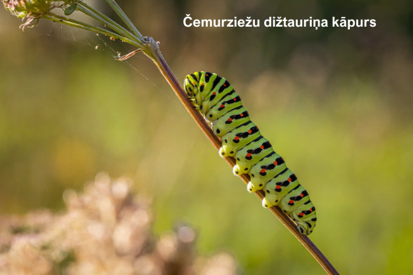 Swallowtail Butterflies /Papilionidae/