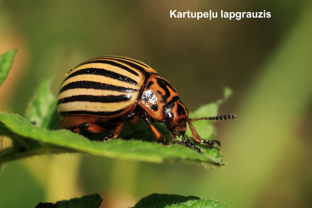 Leaf Beetles /Chrysomelidae/