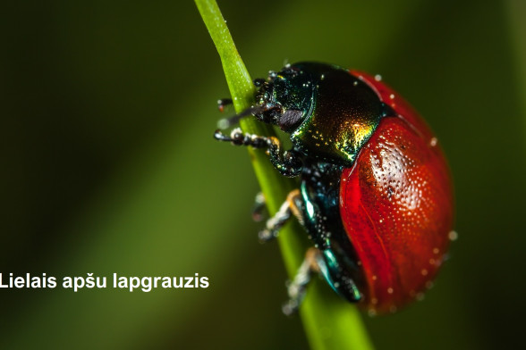 Leaf Beetles /Chrysomelidae/
