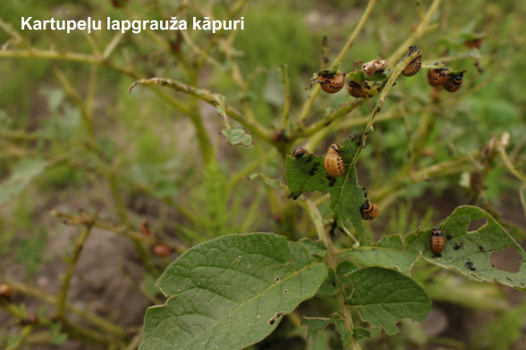Leaf Beetles /Chrysomelidae/