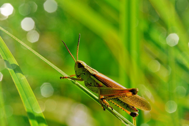 Bush Crickets /Tettigoniidae/