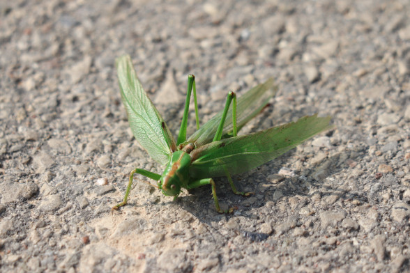 Bush Crickets /Tettigoniidae/