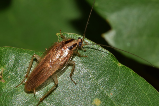 Cockroaches /Blattaria jeb Blattodea/
